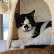 Thumbnail photo of Angelo #2