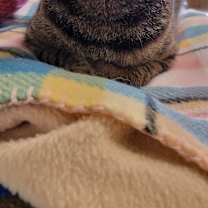 Thumbnail photo of Isabelle #2