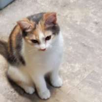 Thumbnail photo of SPRINKLES #1