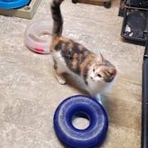 Thumbnail photo of SPRINKLES #2