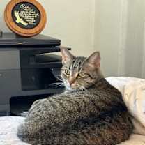 Thumbnail photo of Sampson: Courtesy Post #2