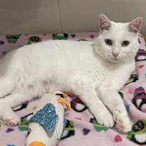 Thumbnail photo of Judd #3