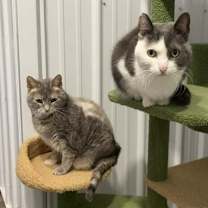 Thumbnail photo of Abbey #2