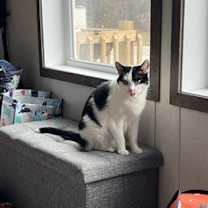 Thumbnail photo of Binx and Charlene #2