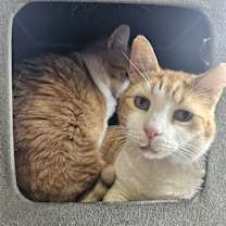 Thumbnail photo of Petie #1