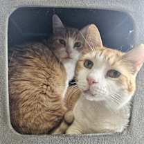 Thumbnail photo of Petie #2