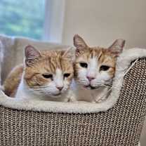 Thumbnail photo of Petie #3