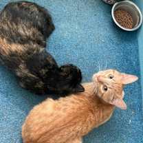 Thumbnail photo of Shelly (polydactyl) #2