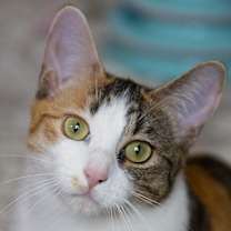 Thumbnail photo of Puddles (& Raine) #4