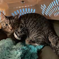 Thumbnail photo of Pumpkin #2