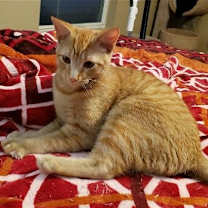 Thumbnail photo of Biscuit IV. #1