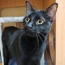 Thumbnail photo of Lewis #2