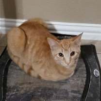 Thumbnail photo of Biscuit IV. #4