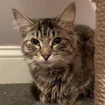 Thumbnail photo of Teeter (LE) #1