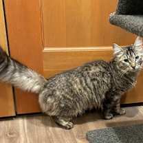 Thumbnail photo of Teeter (LE) #3