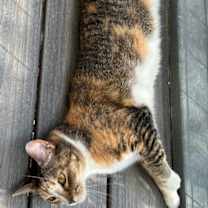 Thumbnail photo of Harley #2