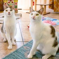 Thumbnail photo of Snoopy (bonded w/ Marcie) #3