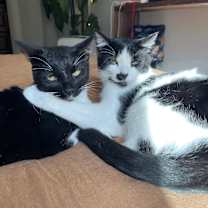 Thumbnail photo of Shade & Shy #1