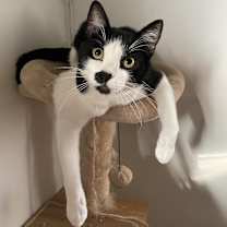 Thumbnail photo of Shade & Shy #2