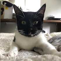 Thumbnail photo of Shade & Shy #3