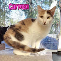 Thumbnail photo of Carmen #3