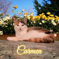 Thumbnail photo of Carmen #4