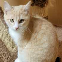 Thumbnail photo of Cassius #4