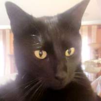 Thumbnail photo of Milo #2