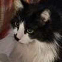 Thumbnail photo of Fluffy and Baby #3