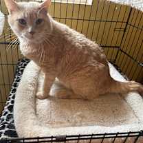 Thumbnail photo of Shelly #3