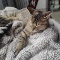 Thumbnail photo of Ariel #4