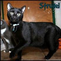 Thumbnail photo of Strudel #1