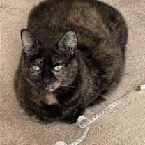 Thumbnail photo of MAGGIE (COURTESY POST) #1