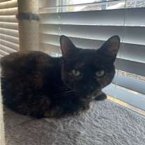 Thumbnail photo of MAGGIE (COURTESY POST) #2