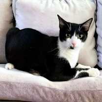 Thumbnail photo of Kennedy #3