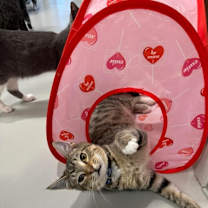Thumbnail photo of Stormy #3