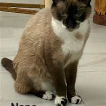 Thumbnail photo of Nene #1