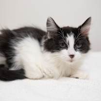 Thumbnail photo of Tux #1