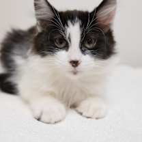 Thumbnail photo of Tux #2