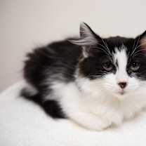Thumbnail photo of Tux #3