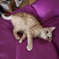 Thumbnail photo of Sam #3