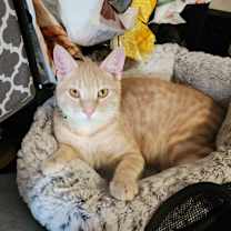 Thumbnail photo of Sam #4