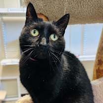 Thumbnail photo of Olive #1