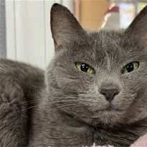 Thumbnail photo of BENNY #1