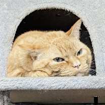 Thumbnail photo of RUSTY #2