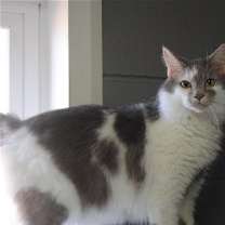 Thumbnail photo of Presley #1