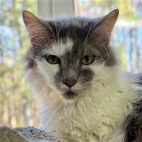 Thumbnail photo of Presley #2