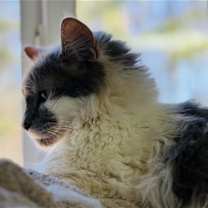 Thumbnail photo of Presley #3
