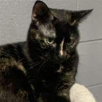 Thumbnail photo of Holly #1