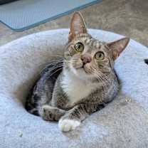Thumbnail photo of Bam Bam #1